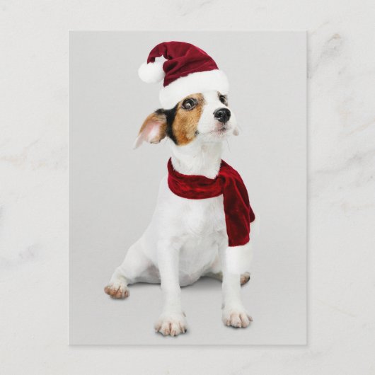 サンタハットを着たジャック・ラッセル・パピー シーズンポストカード (正面)