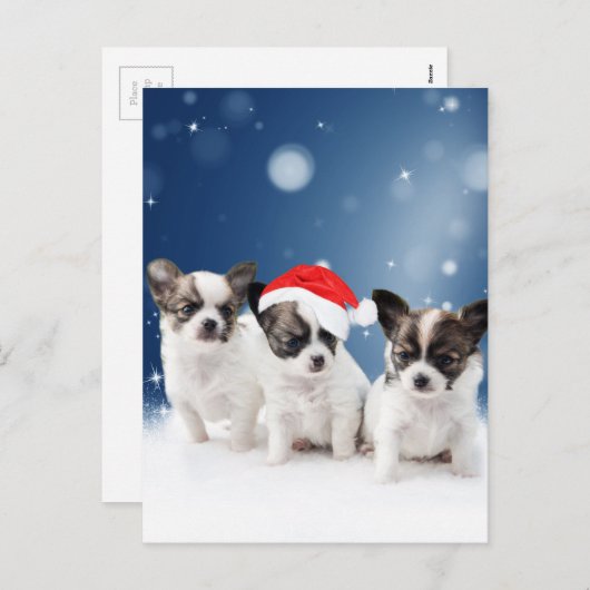 サンタハットクリスマスと可愛いチワホアパピス シーズンポストカード (正面/裏面)