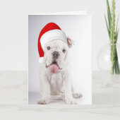 サンタハットホワイトブルドッグパピークリスマスカード シーズンカード (正面)