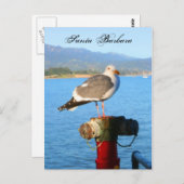 サンタバーバラシーガル ポストカード (正面/裏面)