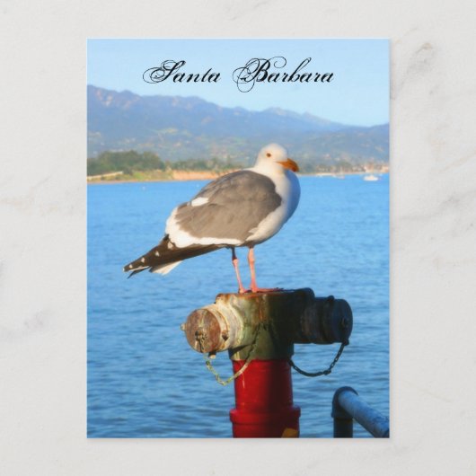 サンタバーバラシーガル ポストカード (正面)