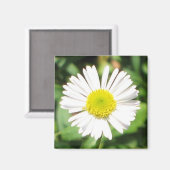 サンタバーバラデイジー マグネット (正面/裏面)