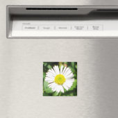 サンタバーバラデイジー マグネット (インサイチュ (食洗機))