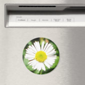 サンタバーバラデイジー マグネット (インサイチュ (食洗機))