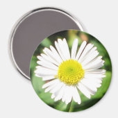サンタバーバラデイジー マグネット (正面/裏面)