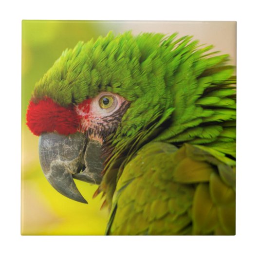 サンタバーバラ動物園のコンゴウインコのプロフィール タイル (正面)