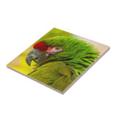 サンタバーバラ動物園のコンゴウインコのプロフィール タイル (側面)