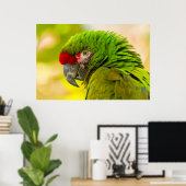 サンタバーバラ動物園のコンゴウインコのプロフィール ポスター (ホームオフィス)