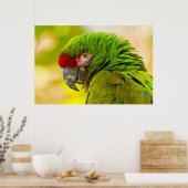 サンタバーバラ動物園のコンゴウインコのプロフィール ポスター (キッチン)