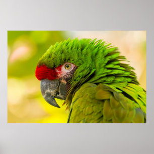 サンタバーバラ動物園のコンゴウインコのプロフィール ポスター