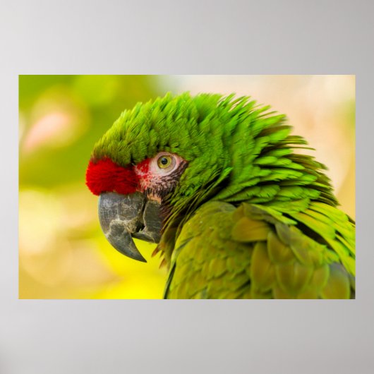 サンタバーバラ動物園のコンゴウインコのプロフィール ポスター (正面)