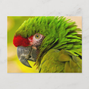 サンタバーバラ動物園のコンゴウインコのプロフィール ポストカード
