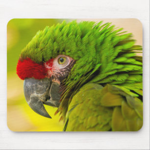 サンタバーバラ動物園のコンゴウインコのプロフィール マウスパッド