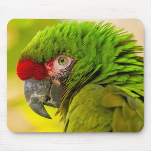 サンタバーバラ動物園のコンゴウインコのプロフィール マウスパッド (正面)