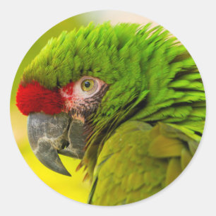 サンタバーバラ動物園のコンゴウインコのプロフィール ラウンドシール