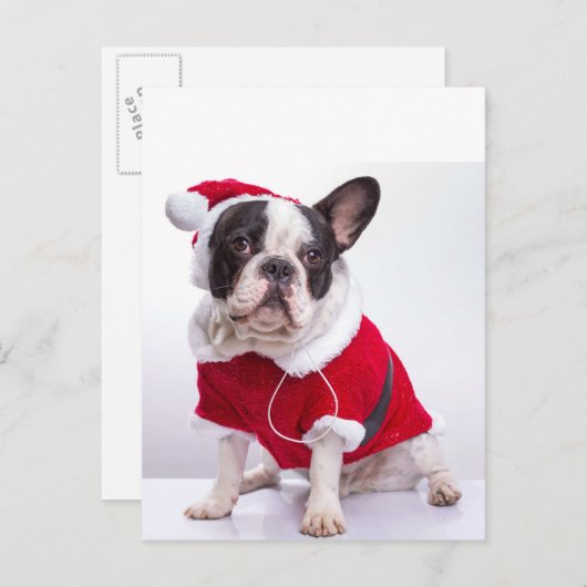 サンタフランスのーの衣装を着たブルドッグ シーズンポストカード (正面/裏面)