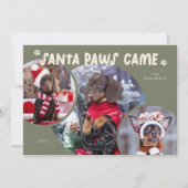 サンタポーズセージグリーンドッグフォトホリデーカード シーズンカード (正面)