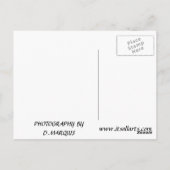 サンタモニカブルー ポストカード (裏面)