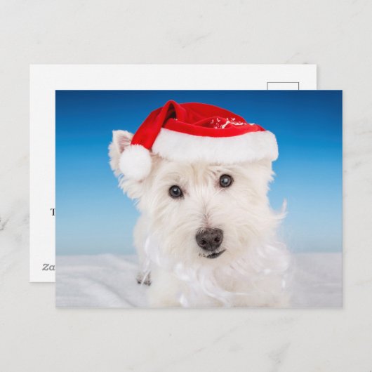 サンタ帽とヒゲのウェスティー シーズンポストカード (正面/裏面)