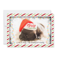 サンタ帽のクリスマス・プグ（犬） - クリスマスイルミネーション付き