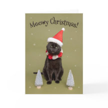 サンタ帽のユーモアあふれる猫 - メリークリスマス