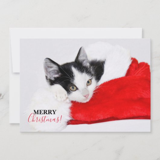 サンタ帽の可愛い子猫 シーズンカード (正面)