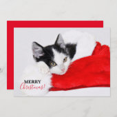 サンタ帽の可愛い子猫 シーズンカード (正面/裏面)