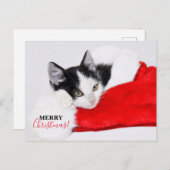 サンタ帽の可愛い子猫 シーズンポストカード (正面/裏面)