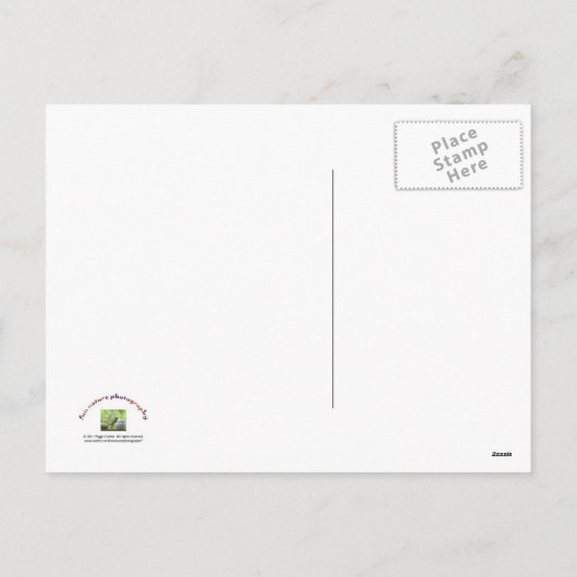 サンタ帽をかぶったリス シーズンポストカード (裏面)