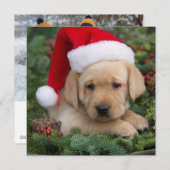 サンタ帽を被ったラブラドール・レトリバーの子犬 シーズンカード (正面/裏面)