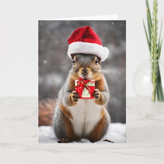 サンタ帽子のキタリス クリスマス (正面)