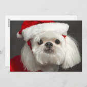 サンタ扱いにくい犬 シーズンカード (正面/裏面)