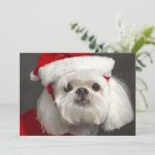 サンタ扱いにくい犬 シーズンカード (スタンド正面)