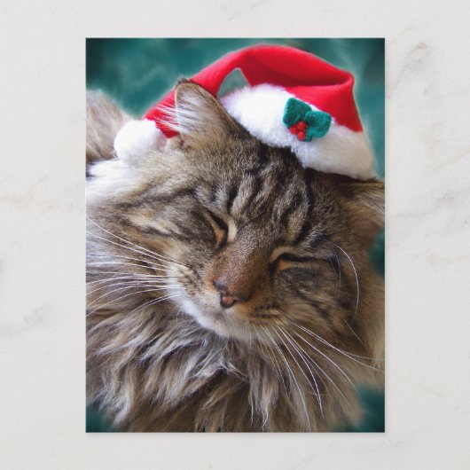 サンタ猫はがき シーズンポストカード (正面)
