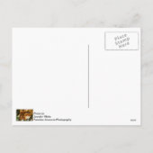 サンタ親愛はハグが使える シーズンポストカード (裏面)