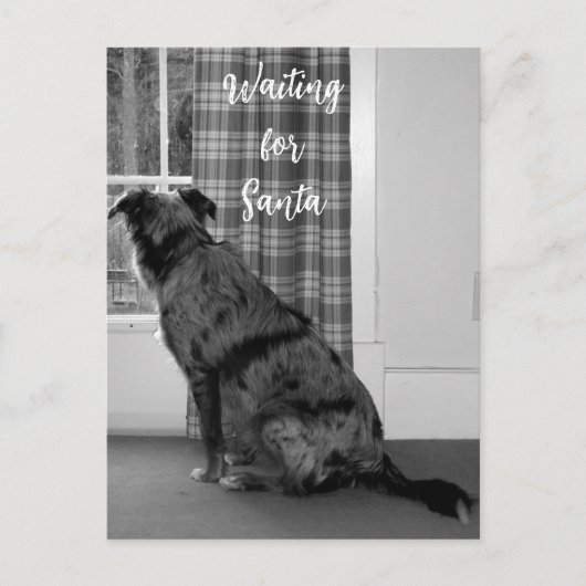 サンタ・クリスマスを待っている犬 シーズンポストカード (正面)