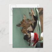 サンタ・ハットとドイツの羊飼いパパ シーズンポストカード (正面/裏面)