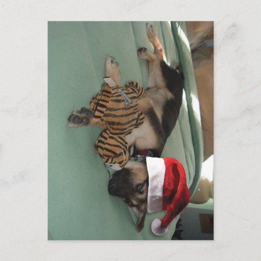 サンタ・ハットとドイツの羊飼いパパ シーズンポストカード (正面)