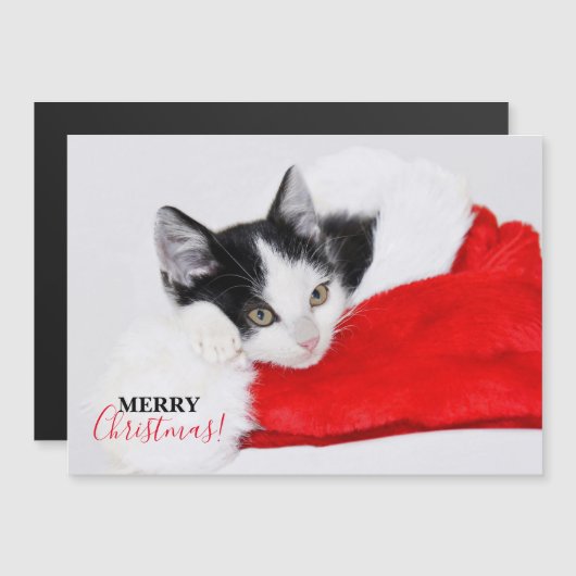 サンタ・ハットのかわいい子猫 (正面/裏面)