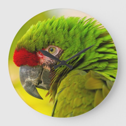 サンタ・バーバラの動物園のコンゴウインコのプロフィール ラージ壁時計 (正面)