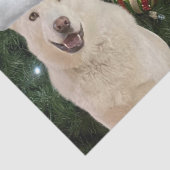 サンタ・ポーズ – クリスタルザハスキードッグクリスマス 薄葉紙 (詳細)