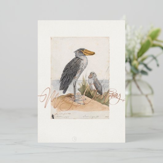 サンダイチョウ 1887年 動物学アフリカ 箔シーズンカード (立ち正面)