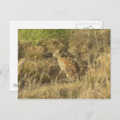 サンダウンジャックラビット ポストカード (正面/裏面)