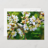 サンダップ春ホーソーン ポストカード (正面/裏面)