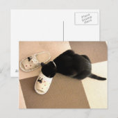 サンダル間抜けに鼻を持つ子猫 ポストカード (正面/裏面)