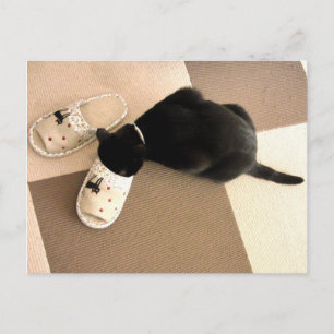 サンダル間抜けに鼻を持つ子猫 ポストカード