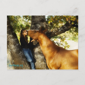 サンダンスウィスパー葉書 ポストカード