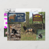 サンダーイングエルクベネゼットパ ポストカード (正面/裏面)