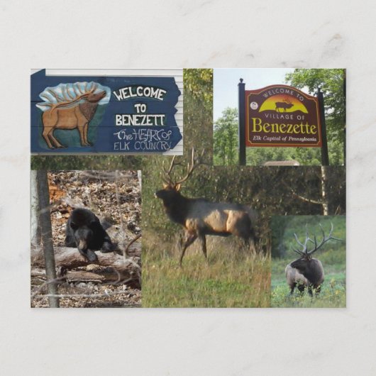 サンダーイングエルクベネゼットパ ポストカード (正面)