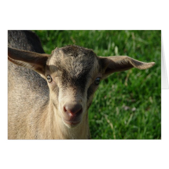 サンダー (正面横)